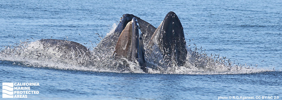 two humpback whales with their large mouths open lined with baleen feed on baitfish on the surface of the ocean